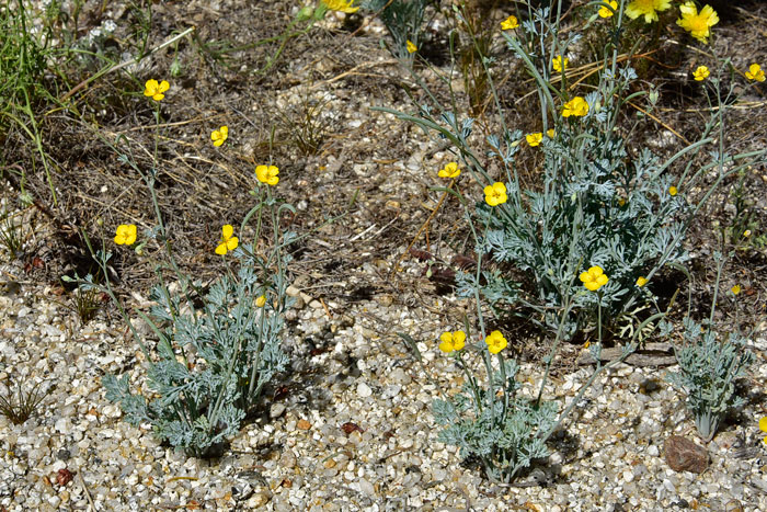 Eschscholzia minutiflora, Pygmy Poppy